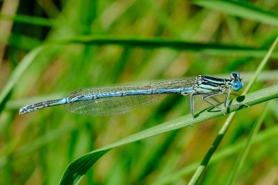 <i>Platycnemis pennipes</i>