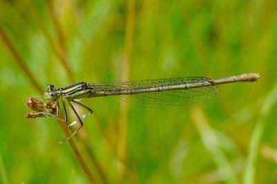 <i>Platycnemis pennipes</i>