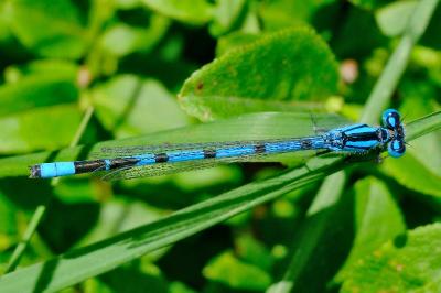 <i>Enallagma cyathigerum</i>