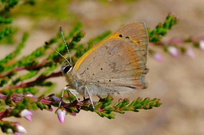 <i>Lycaena phlaeas</i>