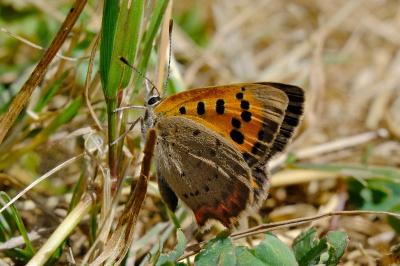 <i>Lycaena phlaeas</i>