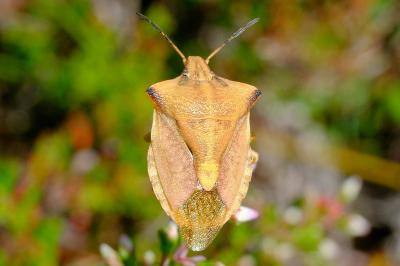 <i>Carpocoris fuscispinus</i>