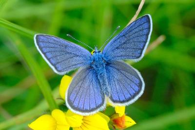 <i>Cyaniris semiargus</i>
