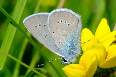 <i>Cyaniris semiargus</i>