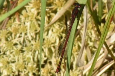 <i>Pyrrhosoma nymphula</i>