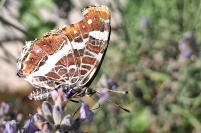 Araschnia levana