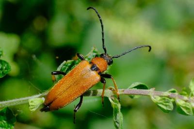 <i>Stictoleptura rubra</i>