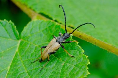 <i>Stictoleptura rubra</i>