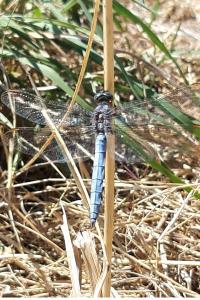 <i>Orthetrum coerulescens</i>