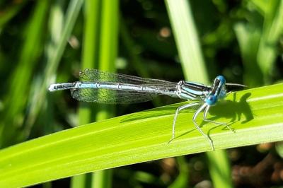 <i>Platycnemis pennipes</i>
