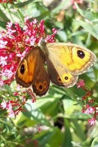 <i>Lasiommata maera</i>