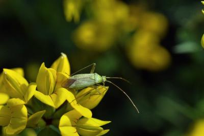 <i>Adelphocoris quadripunctatus</i>