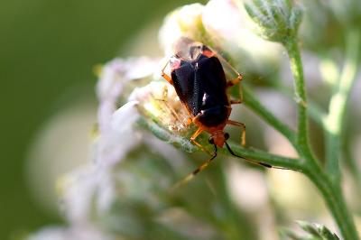 <i>Deraeocoris ruber</i>