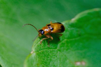 <i>Phyllobrotica quadrimaculata</i>