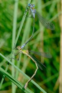 <i>Lestes sponsa</i>