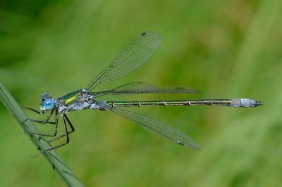 <i>Lestes dryas</i>