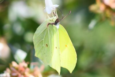<i>Gonepteryx rhamni</i>