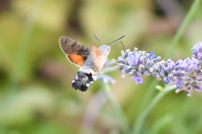 <i>Macroglossum stellatarum</i>