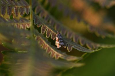 <i>Celypha</i>