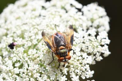 <i>Phasia hemiptera</i>