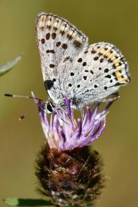 <i>Lycaena tityrus</i>