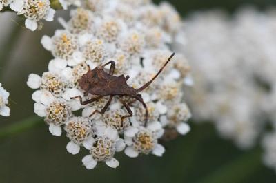<i>Coreus marginatus</i>