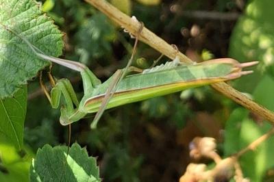 <i>Mantis religiosa</i>