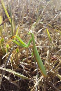 <i>Mantis religiosa</i>