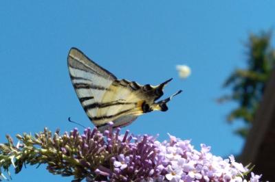 <i>Iphiclides podalirius</i>