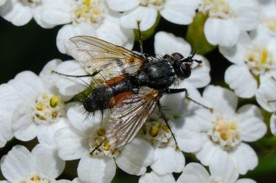 <i>Eriothrix rufomaculata</i>