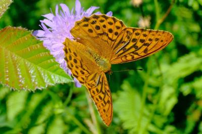 <i>Argynnis paphia</i>
