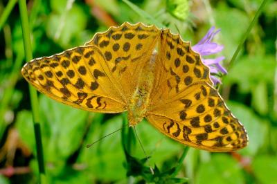 <i>Argynnis paphia</i>