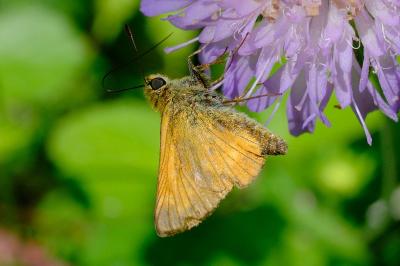 <i>Thymelicus sylvestris</i>