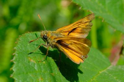 <i>Thymelicus sylvestris</i>