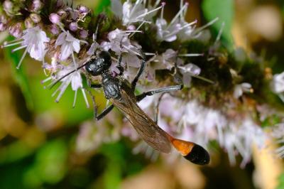 <i>Ammophila sabulosa</i>