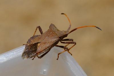 <i>Coreus marginatus</i>