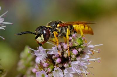 <i>Philanthus triangulum</i>