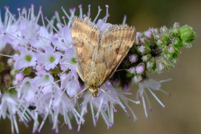 <i>Pyrausta despicata</i>