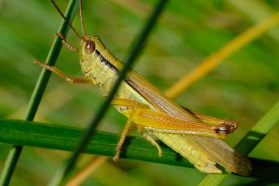 <i>Mecostethus parapleurus</i>