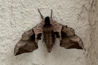 <i>Smerinthus ocellatus</i>