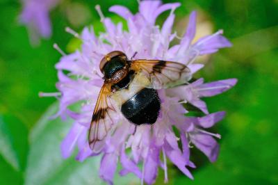 <i>Volucella pellucens</i>