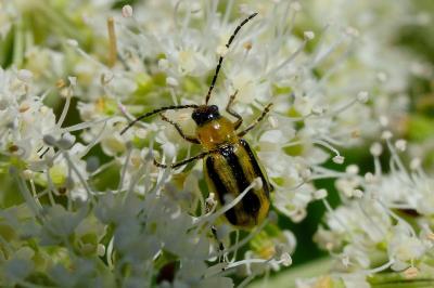 <i>Diabrotica virgifera</i>