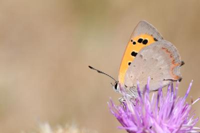 <i>Lycaena phlaeas</i>