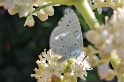 <i>Celastrina argiolus</i>