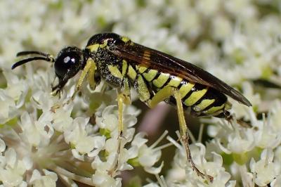 <i>Tenthredo notha</i>