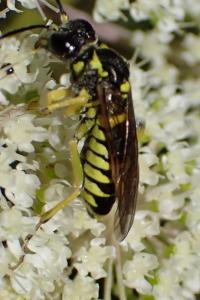 <i>Tenthredo notha</i>