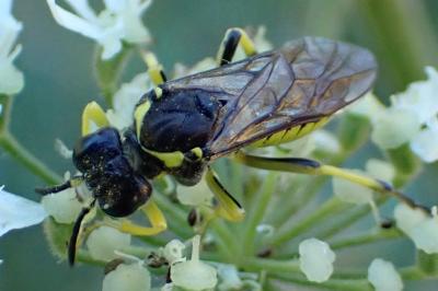 <i>Tenthredo notha</i>