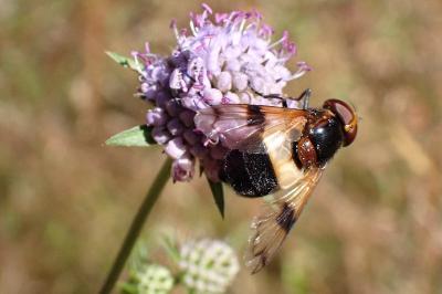 <i>Volucella pellucens</i>