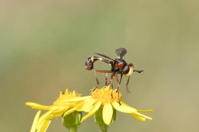 <i>Physocephala vittata</i>