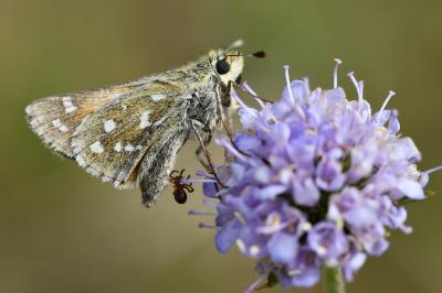 <i>Hesperia comma</i>